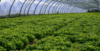 Agriculture in India